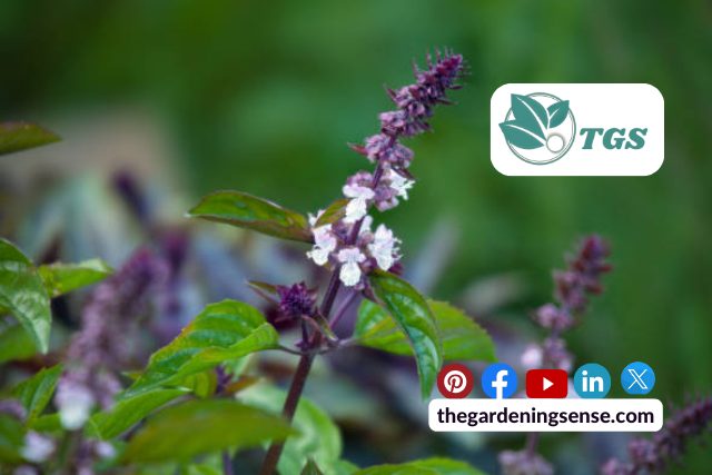 What To Do With Basil Flowers Benefits and Uses