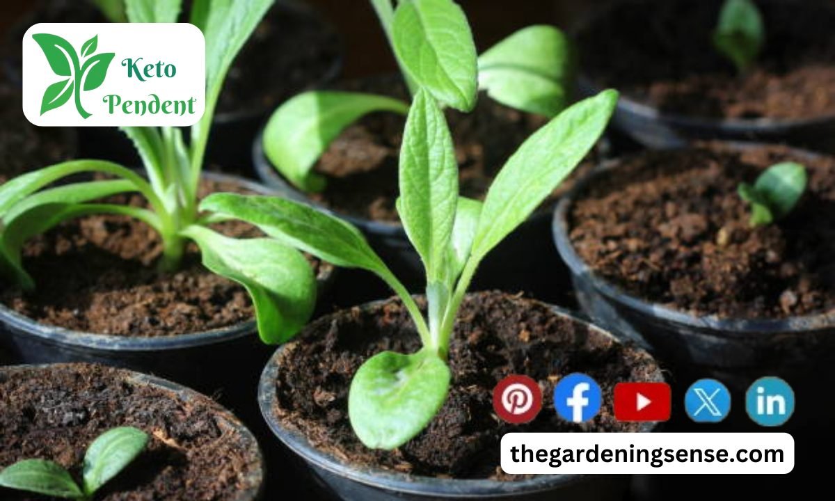 Growing Artichokes from Seed