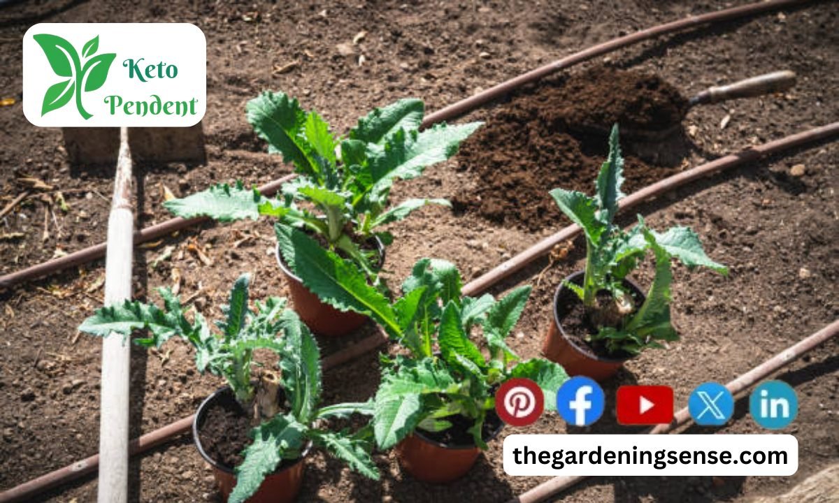 Growing Artichokes in Pots