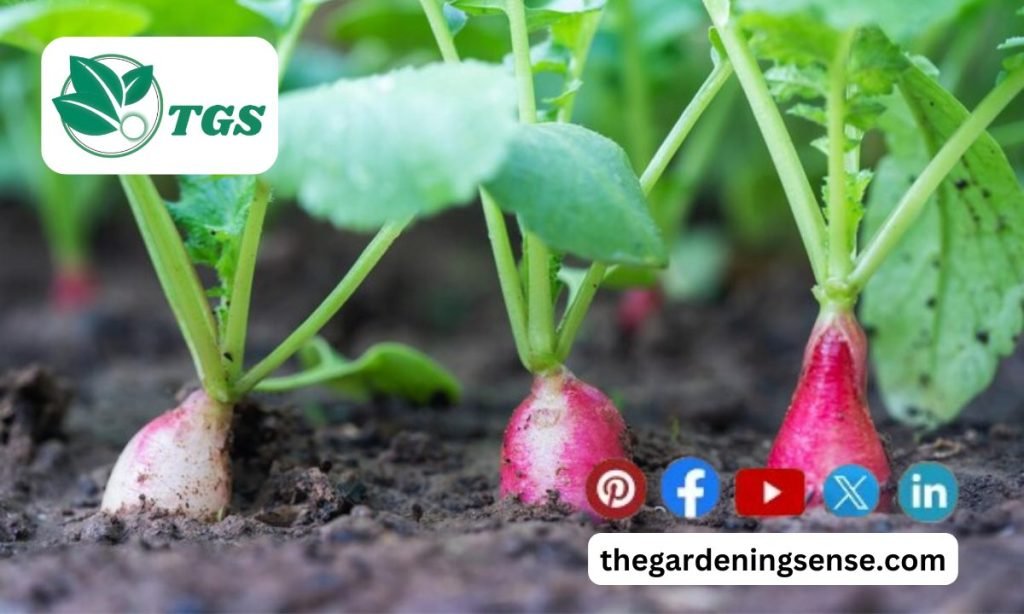 When to Plant Turnips Optimal Timing for Planting Turnips