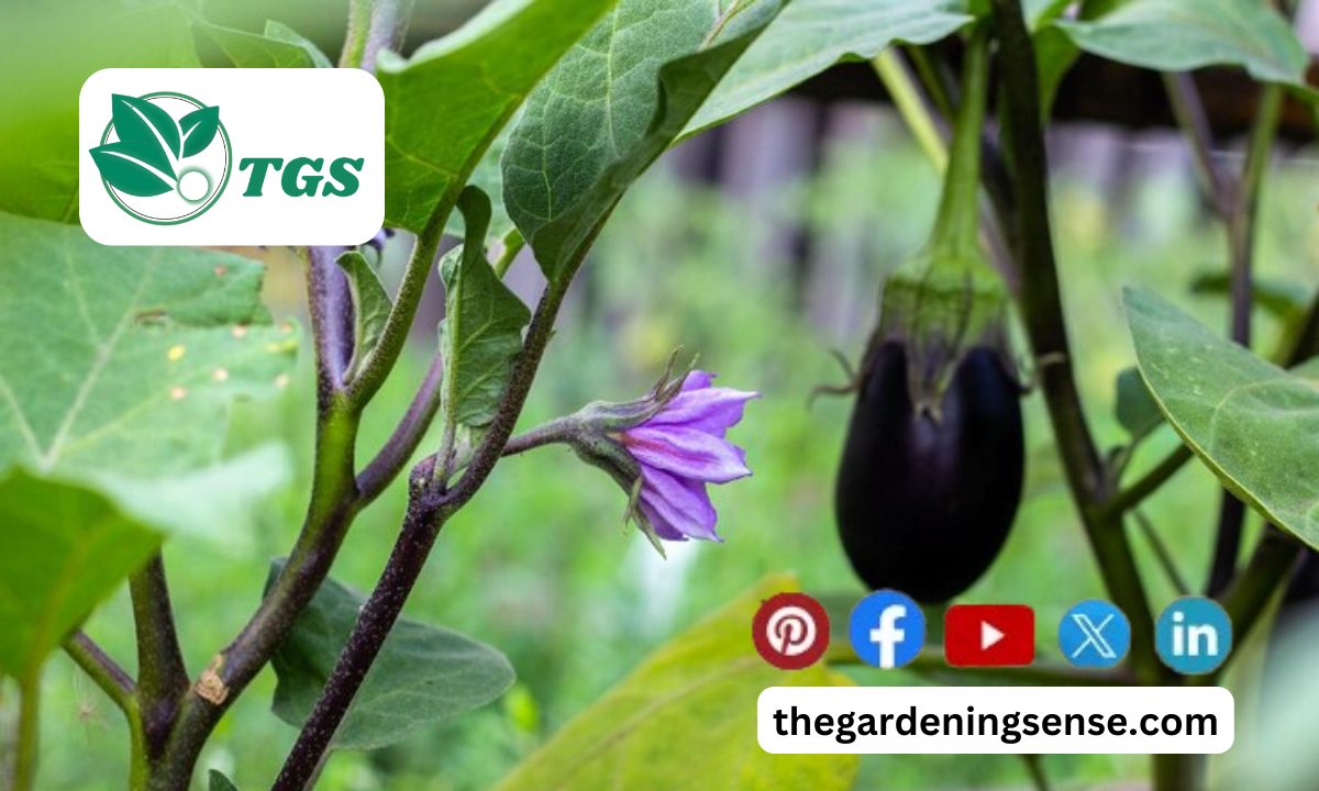 When to Plant Eggplant | Explore the Optimal Tips