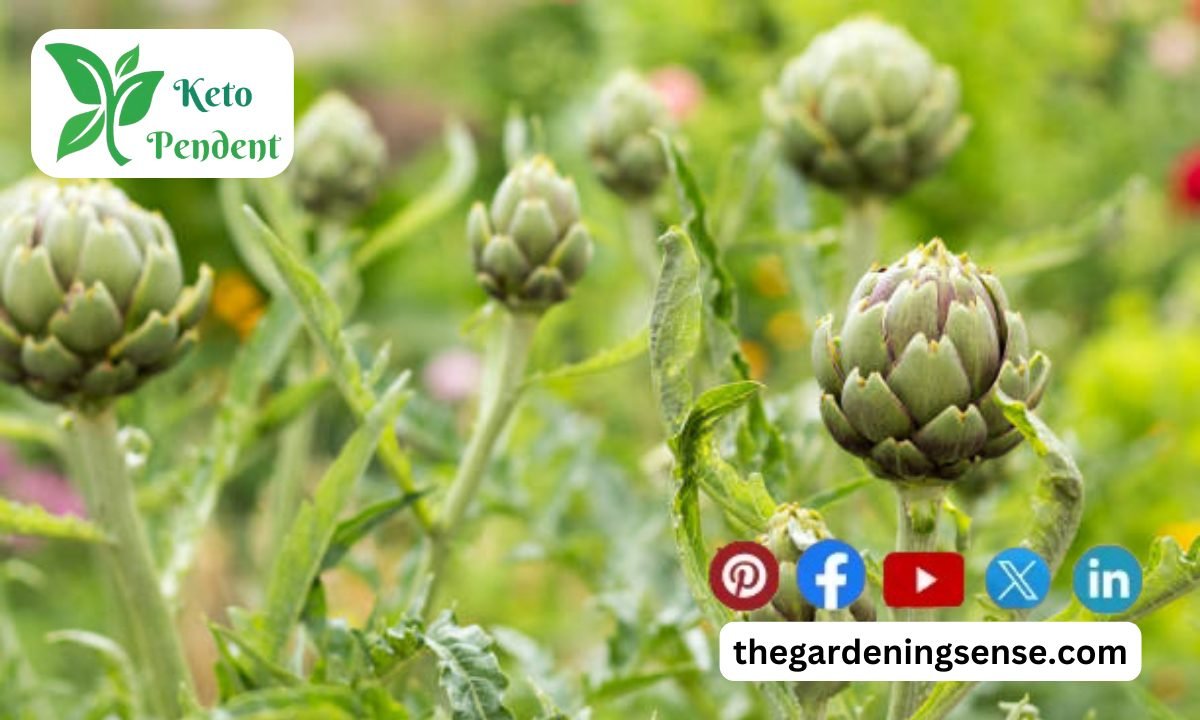 When to Grow Artichokes | Optimized Timing