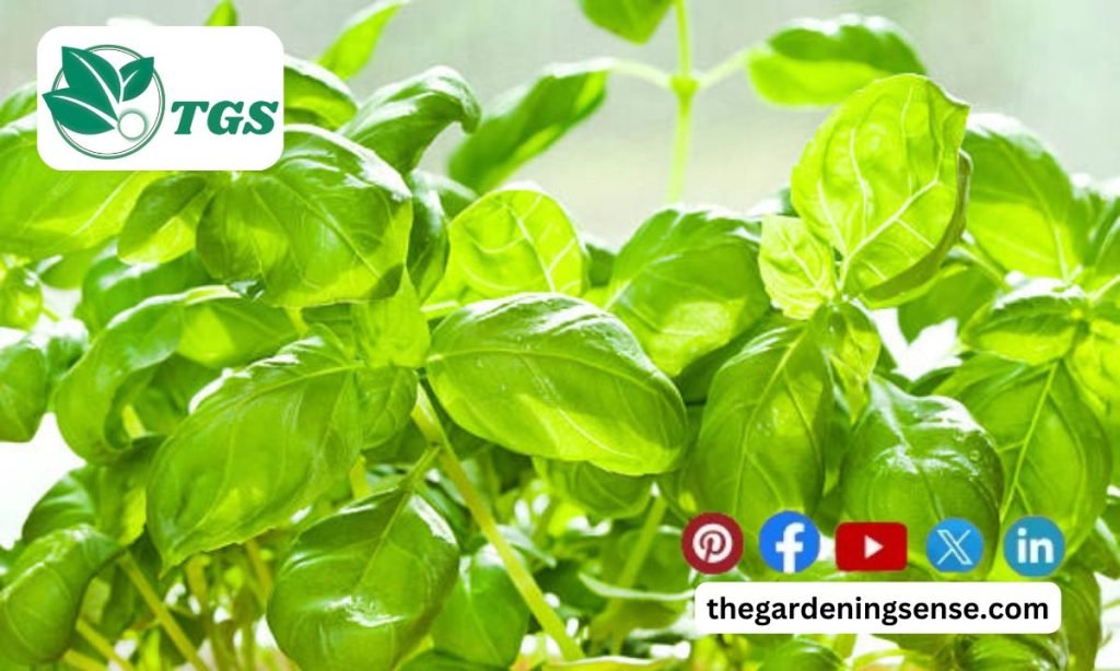 Why is My Basil Turning Yellow Immediate Care and Cure