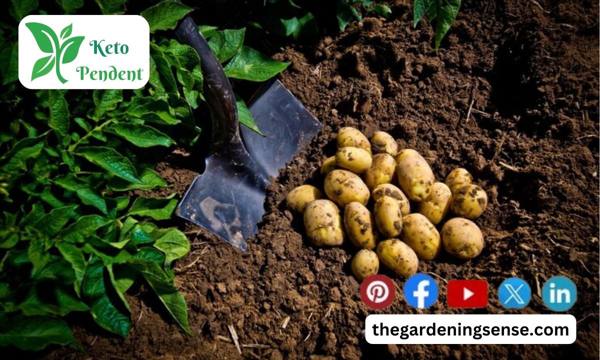 When to Plant Potatoes in Texas Expert Guide in 2024