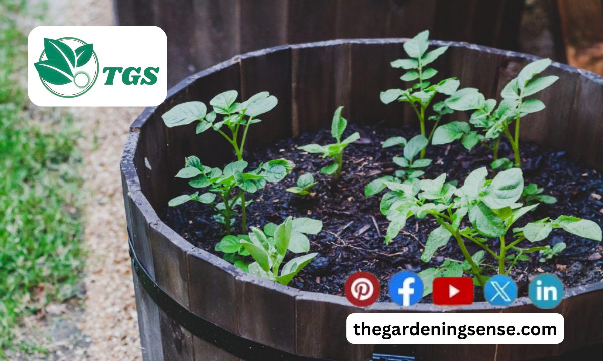 Grow Potatoes in a Barrel | Easy DIY for Best Production