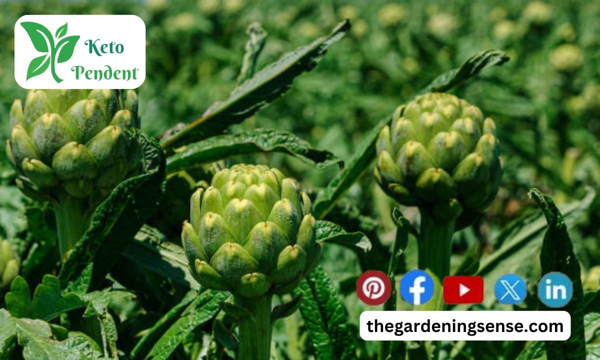When to Grow Artichokes