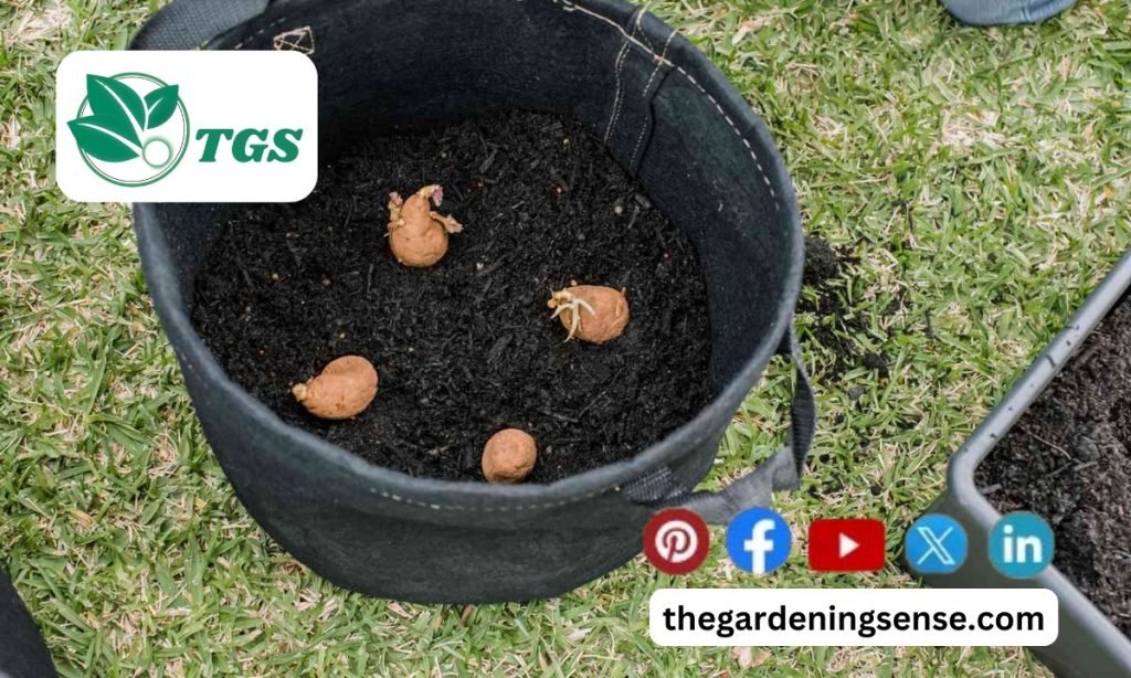 Problems Growing Potatoes in Containers Easy Fixing Tips