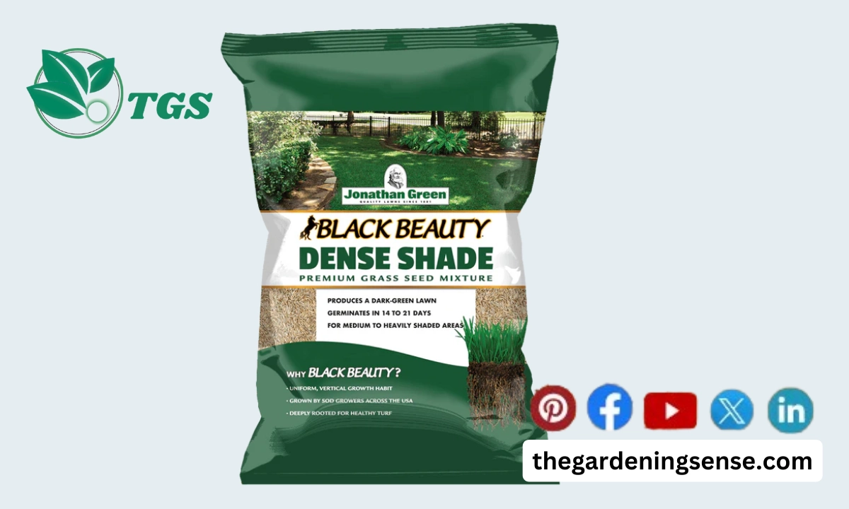 Best Grass Seeds for Shade in 2024 Complete Review and Buyer's Guide