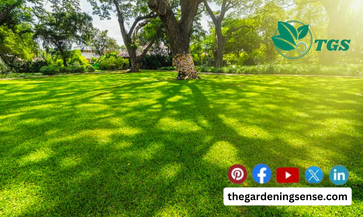 Best Grass Seeds for Shade in 2024 Complete Review and Buyer's Guide