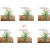 Simulated succulent plants