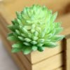 Indoor Succulent Green Plants Simulation Plants Decorative Flowers And Plants