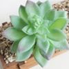 Indoor Succulent Green Plants Simulation Plants Decorative Flowers And Plants