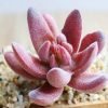 Indoor Succulent Green Plants Simulation Plants Decorative Flowers And Plants