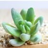 Indoor Succulent Green Plants Simulation Plants Decorative Flowers And Plants