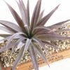 Indoor Succulent Green Plants Simulation Plants Decorative Flowers And Plants