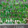 Telescopic Fence Anticorrosive Wood Green Leaf Fence Garden Fence Plastic Fence Protection Outdoor