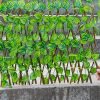 Telescopic Fence Anticorrosive Wood Green Leaf Fence Garden Fence Plastic Fence Protection Outdoor