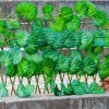 Telescopic Fence Anticorrosive Wood Green Leaf Fence Garden Fence Plastic Fence Protection Outdoor