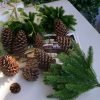 Simulation of green plants