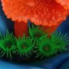 Simulation of coral plants